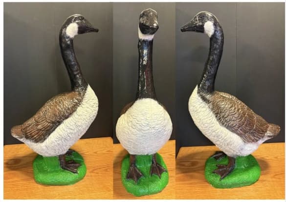 Canadian Goose