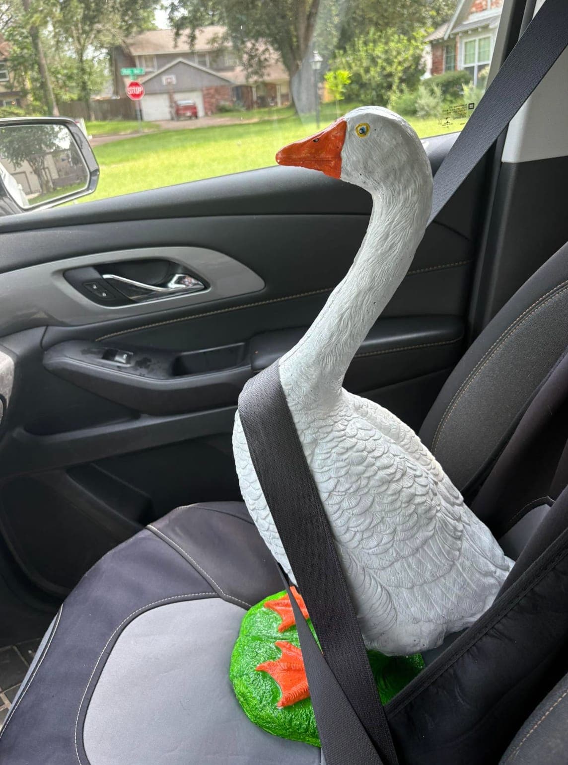 Goose rides shotgun โ she's buckled up and ready for her new home